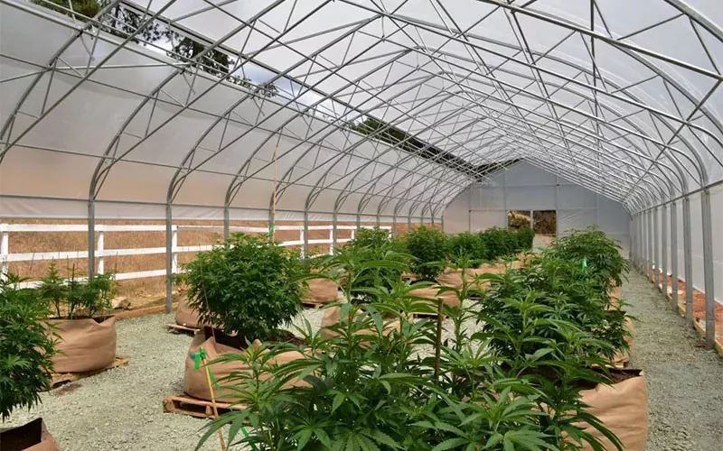 Meditsiiniline kanepifilm Greenhouse: mängude vahetaja tööstuses